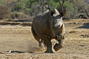 Breitmaulnashorn Bildquelle: www.fotofeeling.de