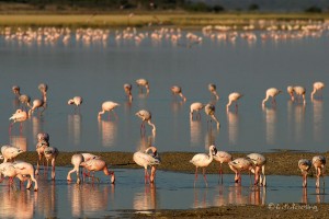 Flamingos Bildquelle: www.fotofeeling.de