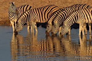 Zebras Bildquelle: www.fotofeeling.de