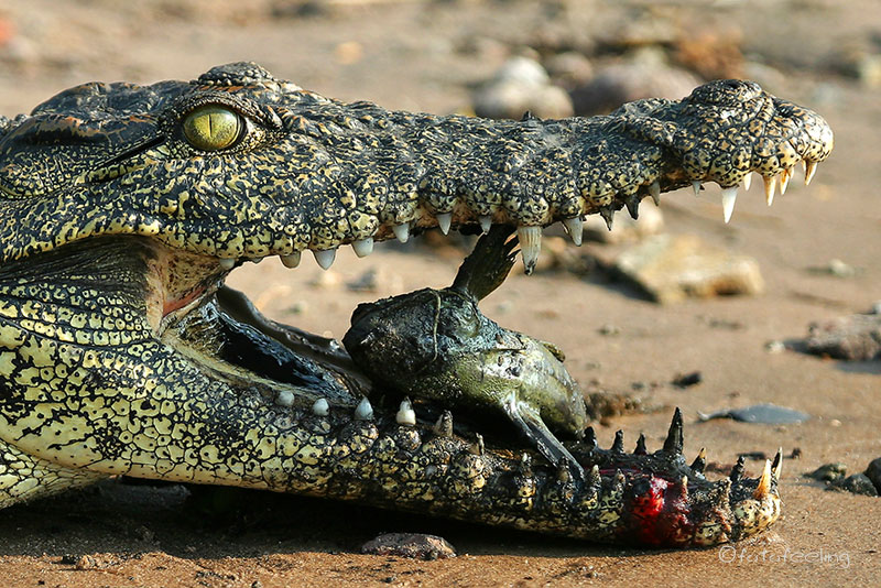 Krokodile Reiseinfo Südafrika